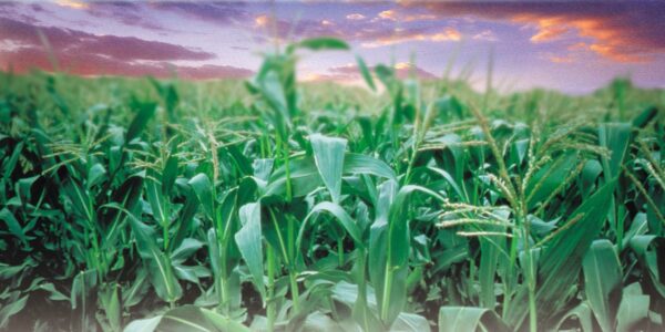 Banner-Agricultura-IX